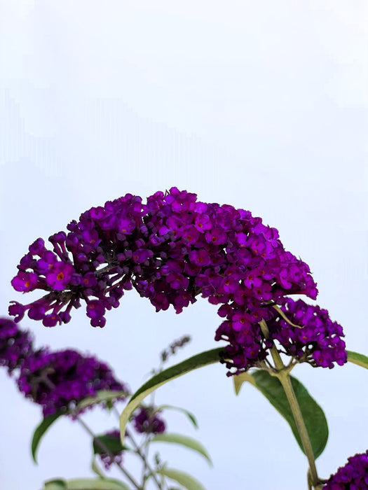 Schmetterlingsflieder Buddleja Davidii Royal Red mit dunkelvioletten Blüten vor hellem Himmel aus Nahaufnahme.