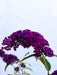 Schmetterlingsflieder Buddleja Davidii Royal Red mit dunkelvioletten Blüten vor hellem Himmel aus Nahaufnahme.
