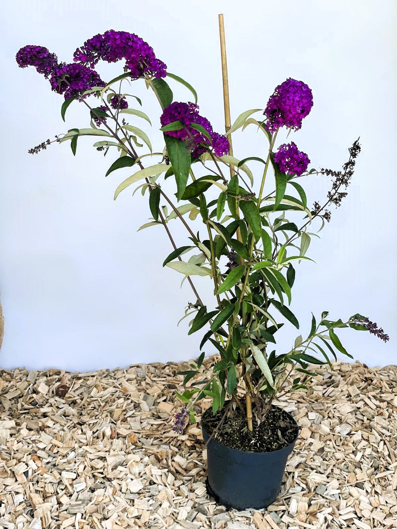 Schmetterlingsflieder Buddleja Davidii Royal Red mit dunkelvioletten Blüten in schwarzem Topf auf Holzspänen vor hellem Hintergrund.