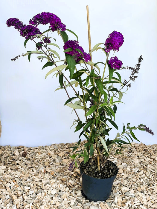 Schmetterlingsflieder Buddleja Davidii Royal Red mit dunkelvioletten Blüten in schwarzem Topf auf Holzspänen vor hellem Hintergrund.