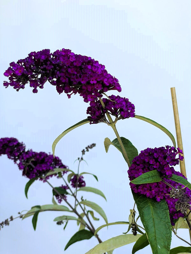 Schmetterlingsflieder Buddleja Davidii Royal Red mit dunkelvioletten Blütenrispen vor klarem Himmel aus Nahaufnahme.