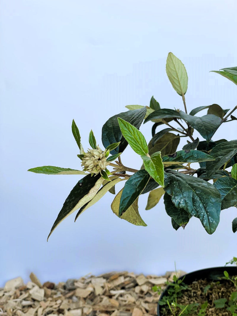 Schneeball Eskimo - Topf/Containerpflanzen