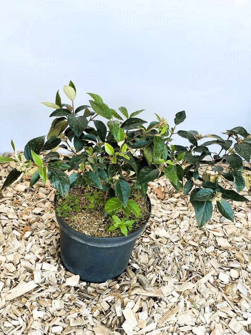 Schneeball Eskimo - Topf/Containerpflanzen