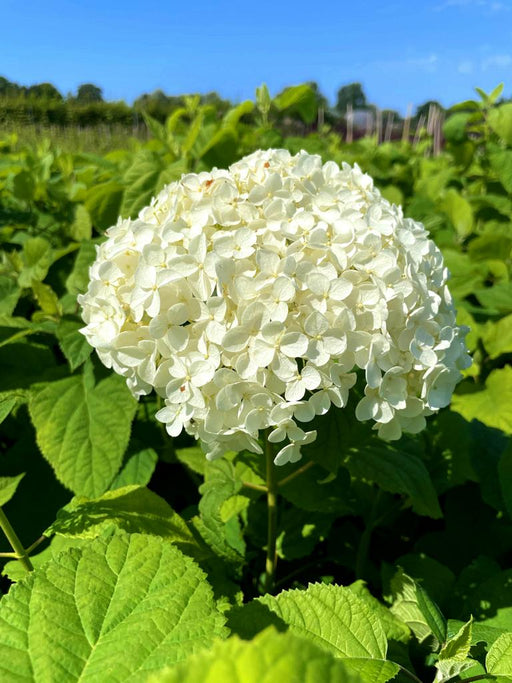 Schneeballhortensie auf dem Feld
