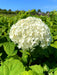 Schneeballhortensie auf dem Feld