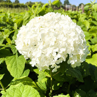 Schneeballhortensie - Topf/Containerpflanzen