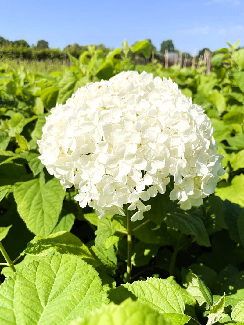 Schneeballhortensie - Topf/Containerpflanzen