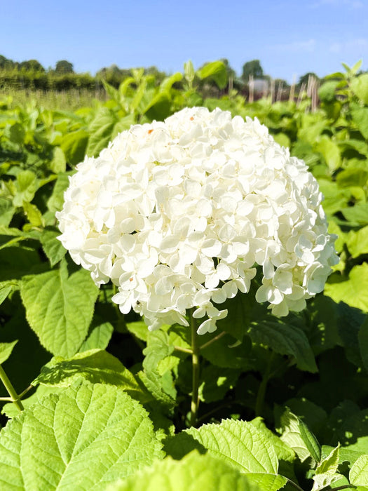 Schneeballhortensie - Topf/Containerpflanzen