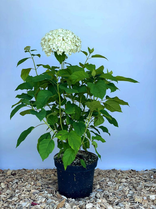 Schneeballhortensie im Topf