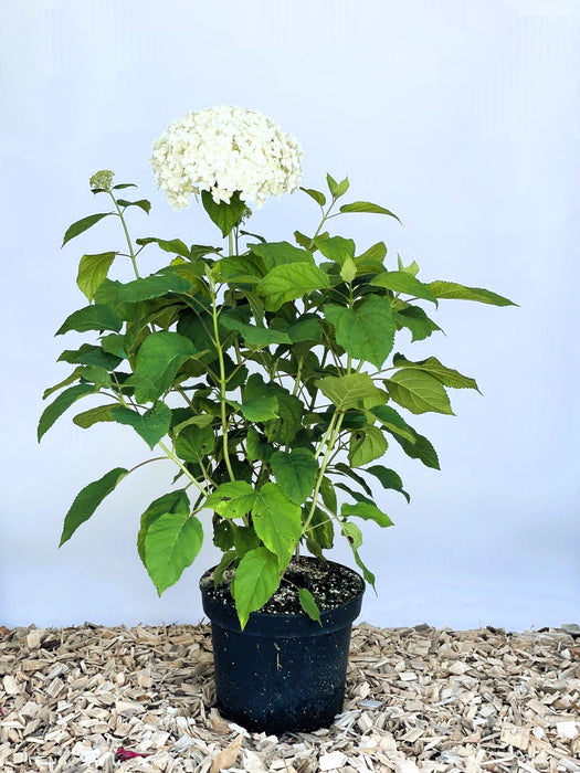 Schneeballhortensie - Topf/Containerpflanzen