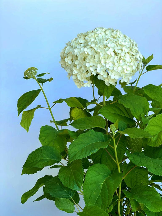 Schneeballhortensie Blüte Nahaufnahme