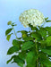 Schneeballhortensie Blüte Nahaufnahme