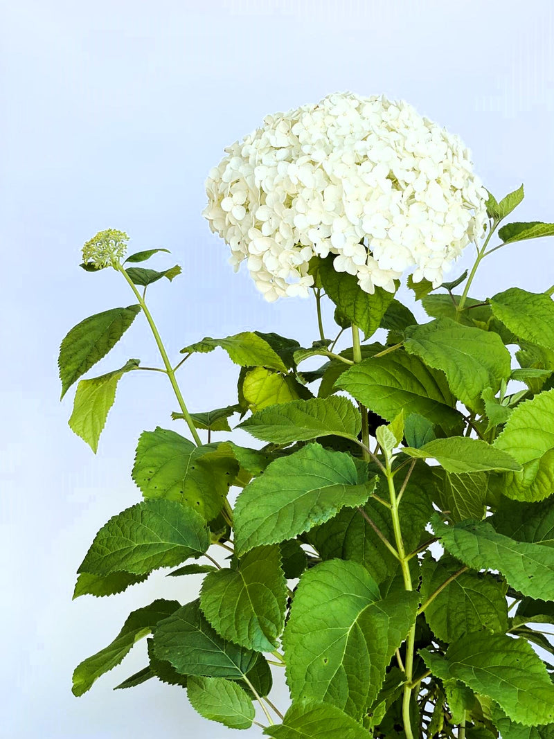 Schneeballhortensie - Topf/Containerpflanzen