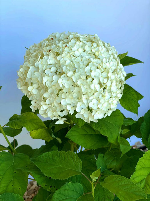 Schneeballhortensie Blüte in Gänze