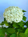 Schneeballhortensie Blüte in Gänze