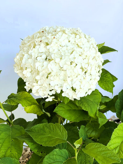 Schneeballhortensie - Topf/Containerpflanzen