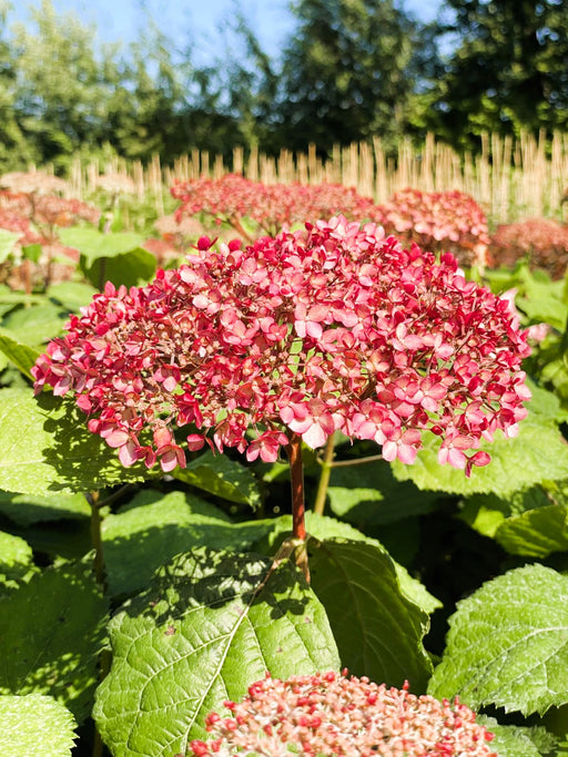 Schneeballhortensie Hydrangea Arborescens Pink Annabelle 1 mit pinken Blüten in grünem Blattwerk vor blauem Himmel.