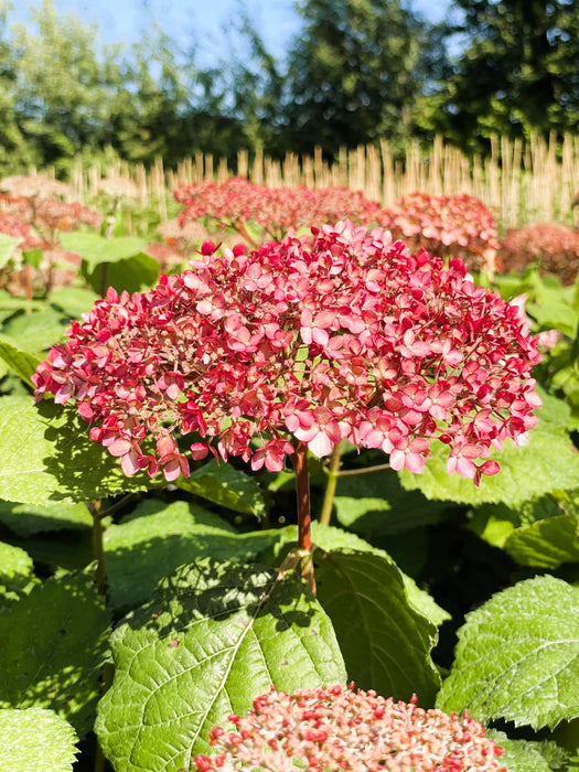 Schneeballhortensie Hydrangea Arborescens Pink Annabelle 1 mit pinken Blüten in grünem Blattwerk vor blauem Himmel.