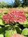 Schneeballhortensie Hydrangea Arborescens Pink Annabelle 1 mit pinken Blüten in grünem Blattwerk vor blauem Himmel.