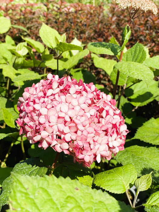 Schneeballhortensie Hydrangea Arborescens Pink Annabelle 1 mit rosa Blütenball vor grünem Laub in sonniger Gartenaufnahme.