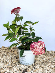 Schneeballhortensie Hydrangea Arborescens Pink Annabelle mit rosa Blüten und grünen Blättern in weißem Topf auf Holzspänen.