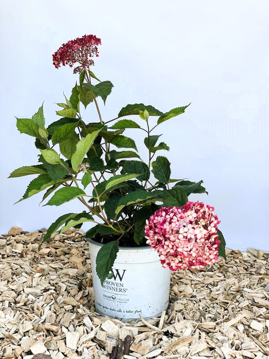 Schneeballhortensie Hydrangea Arborescens Pink Annabelle mit rosa Blüten und grünen Blättern in weißem Topf auf Holzspänen.