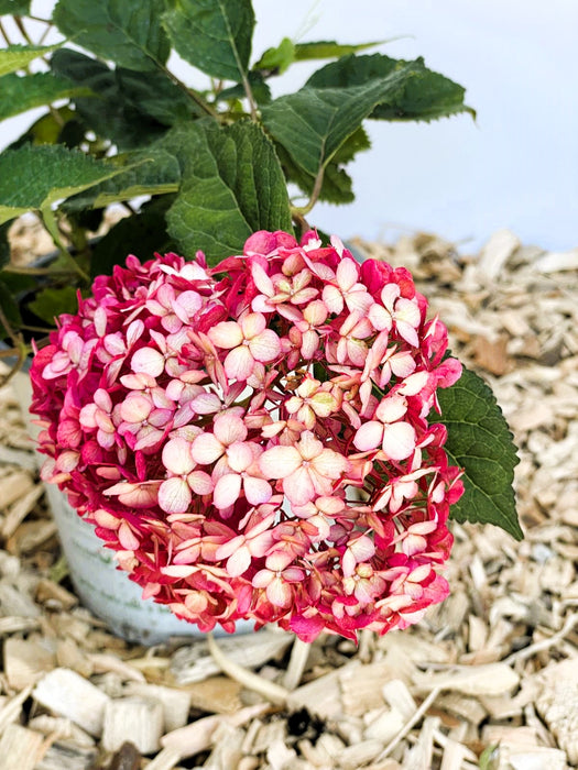 Schneeballhortensie Hydrangea Arborescens Pink Annabelle mit rosa-weißen Blüten und grünen Blättern vor Holzspänen.