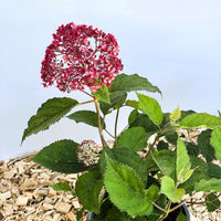 Schneeballhortensie Hydrangea Arborescens Pink Annabelle mit pinken Blüten und grünen Blättern in Topf vor hellem Hintergrund.