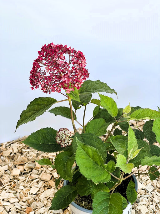 Schneeballhortensie Hydrangea Arborescens Pink Annabelle mit pinken Blüten und grünen Blättern in Topf vor hellem Hintergrund.