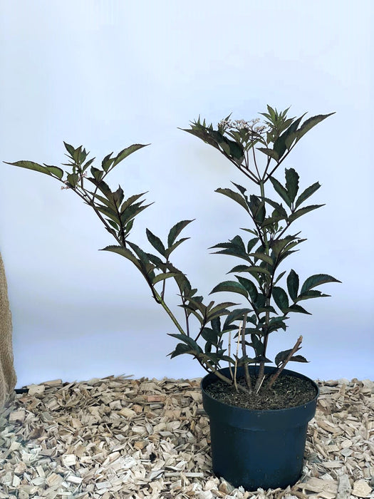 Schwarzer Holunder Sambucus Nigra Black Beauty mit dunkelgrünen Blättern und kleinen weißen Blüten in schwarzem Topf auf Holzspänen.