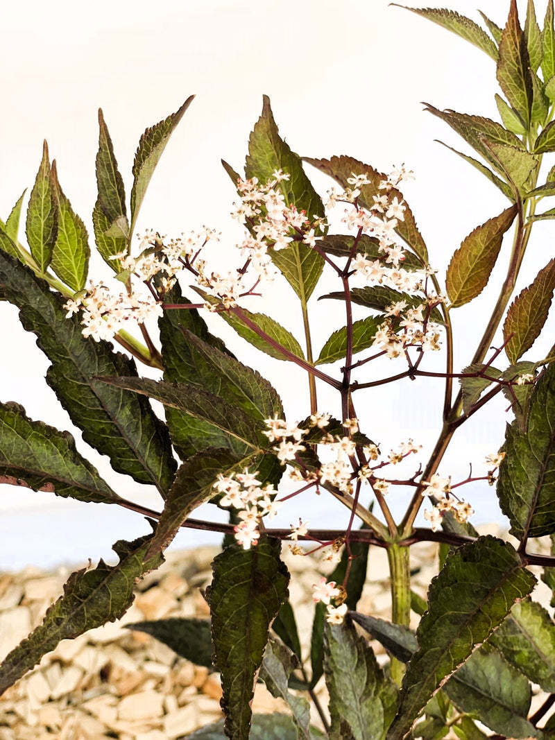 Schwarzer Holunder Sambucus Nigra Black Beauty mit dunkelroten Blättern und kleinen weißen Blüten vor hellem Hintergrund.