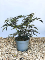 Schwarzer Holunder Sambucus Nigra Black Lace mit dunkelgrünen, fein gefiederten Blättern in grauem Topf auf Holzspänen.