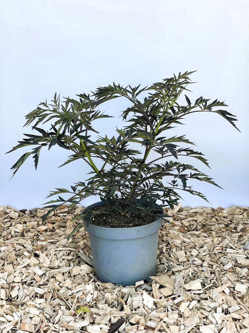 Schwarzer Holunder Sambucus Nigra Black Lace mit dunkelgrünen, fein gefiederten Blättern in grauem Topf auf Holzspänen.