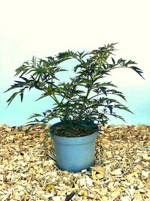 Schwarzer Holunder Sambucus Nigra Black Lace mit dunkelgrünen, fein gefiederten Blättern in grauem Topf auf Holzspänen.