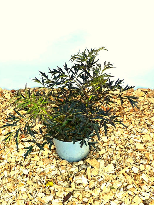 Schwarzer Holunder Sambucus Nigra Black Lace mit dunkelgrünen, fein gefiederten Blättern in grauem Topf auf Holzspänen.