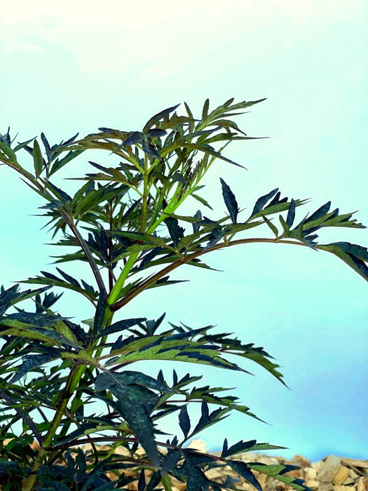 Schwarzer Holunder Sambucus Nigra Black Lace mit dunkelgrünen, fein eingeschnittenen Blättern vor blauem Himmel.
