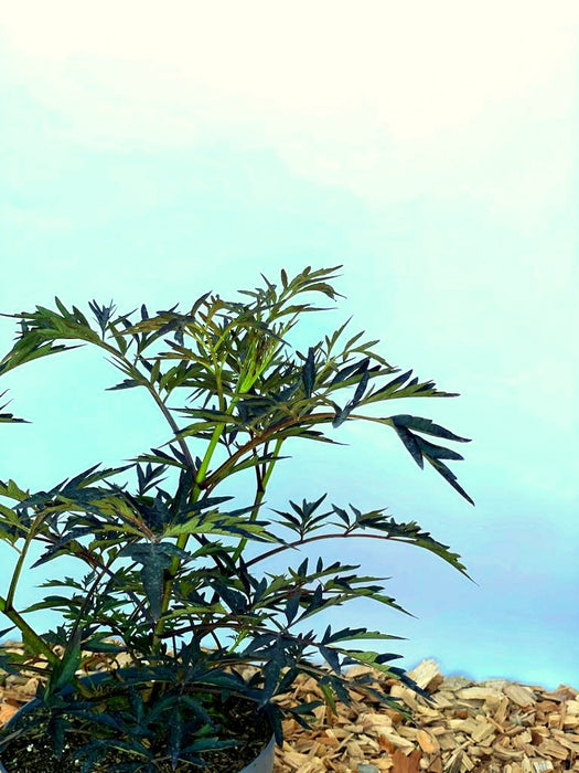 Schwarzer Holunder Sambucus Nigra Black Lace mit dunkelgrünen, fein gefiederten Blättern vor blauem Hintergrund.