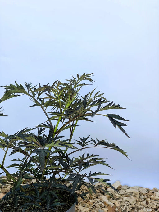 Schwarzer Holunder Sambucus Nigra Black Lace mit dunkelgrünen, fein gefiederten Blättern vor blauem Hintergrund.