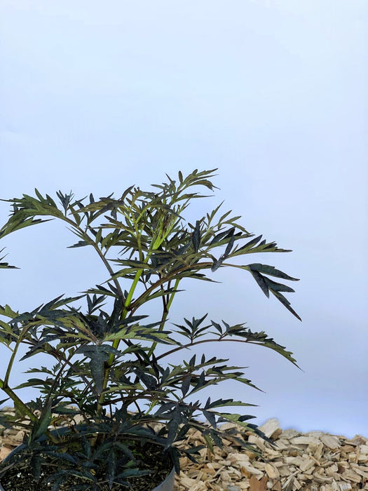 Schwarzer Holunder Sambucus Nigra Black Lace mit dunkelgrünen, fein gefiederten Blättern vor blauem Hintergrund.