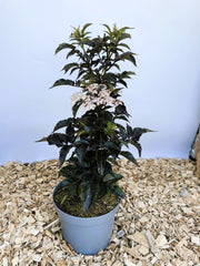 Schwarzer Holunder Sambucus Nigra Black Tower mit dunkelgrünen Blättern und weißen Blüten in grauem Topf auf Holzspänen.