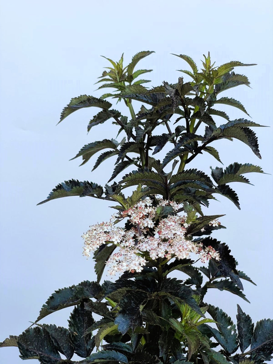 Schwarzer Holunder Sambucus Nigra Black Tower mit dunkelgrünen Blättern und weißen Blütendolden vor blauem Himmel.