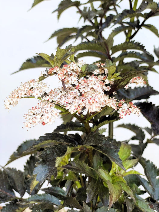 Blühender Schwarzer Holunder Sambucus Nigra Black Tower mit weißen Blütendolden und dunkelgrünen, gezackten Blättern vor hellem Hintergrund.