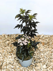 Schwarzer Holunder Sambucus Nigra Black Tower mit dunkelvioletten Blättern und weißen Blütendolden in grauem Topf auf Holzspänen.