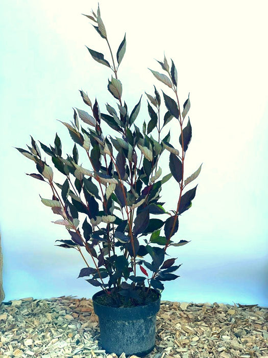 Sibirischer Hartriegel Cornus Alba Nightfall mit dunkelroten Blättern in schwarzem Topf auf Holzspänen vor hellem Hintergrund.