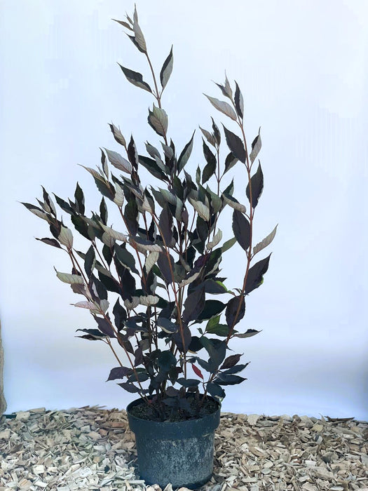 Sibirischer Hartriegel Cornus Alba Nightfall mit dunkelroten Blättern in schwarzem Topf auf Holzspänen vor hellem Hintergrund.
