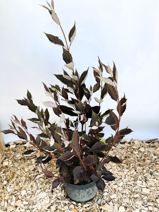 Sibirischer Hartriegel Cornus Alba Nightfall mit dunkelroten Blättern und weißen Blattunterseiten in grauem Topf auf Holzspänen.