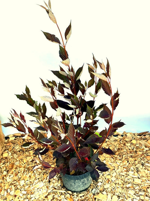 Sibirischer Hartriegel Cornus Alba Nightfall mit dunkelroten Blättern und weißen Blattunterseiten in grauem Topf auf Holzspänen.