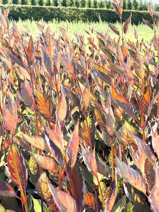Sibirischer Hartriegel Cornus Alba Nightfall mit roten, länglichen Blättern in sonniger Gartenlandschaft.