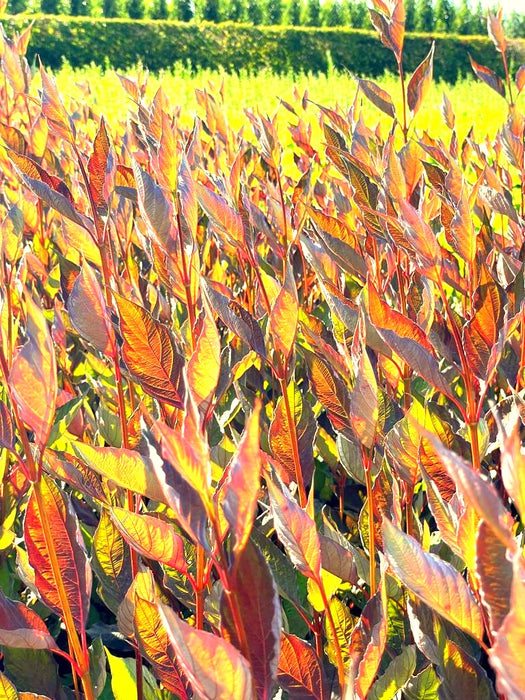 Sibirischer Hartriegel Cornus Alba Nightfall mit roten, länglichen Blättern in sonniger Gartenlandschaft.