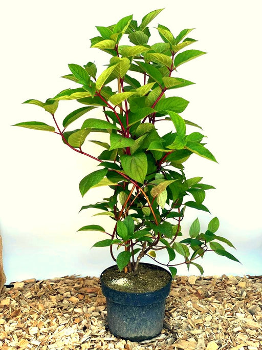 Sternchenstrauch Deutzia Hybrida 'Strawberry Field' mit grünen Blättern und roten Stielen in schwarzem Topf auf Holzmulch.